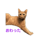 保護猫3にゃんず（個別スタンプ：35）