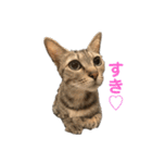 保護猫3にゃんず（個別スタンプ：36）