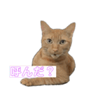 保護猫3にゃんず（個別スタンプ：37）