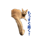 保護猫3にゃんず（個別スタンプ：38）