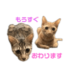 保護猫3にゃんず（個別スタンプ：39）