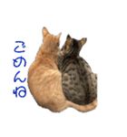 保護猫3にゃんず（個別スタンプ：40）