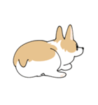 愛犬のコーギースタンプ（個別スタンプ：2）