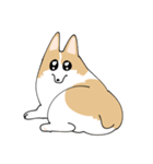 愛犬のコーギースタンプ（個別スタンプ：3）