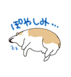 愛犬のコーギースタンプ（個別スタンプ：4）