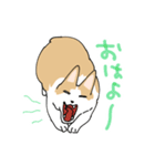愛犬のコーギースタンプ（個別スタンプ：5）