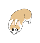 愛犬のコーギースタンプ（個別スタンプ：21）