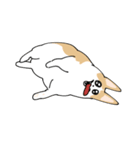愛犬のコーギースタンプ（個別スタンプ：25）