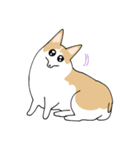 愛犬のコーギースタンプ（個別スタンプ：34）