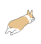 愛犬のコーギースタンプ（個別スタンプ：37）