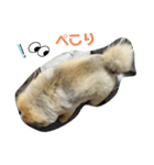 ポメのうぶちん（個別スタンプ：1）