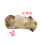 ポメのうぶちん（個別スタンプ：2）