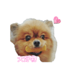 ポメのうぶちん（個別スタンプ：3）