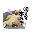 ポメのうぶちん（個別スタンプ：7）