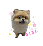 ポメのうぶちん（個別スタンプ：8）