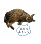 ゼロココ2（個別スタンプ：3）