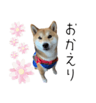 北原家のワンコ（個別スタンプ：1）