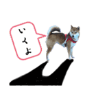 北原家のワンコ（個別スタンプ：37）