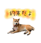 北原家のワンコ（個別スタンプ：39）