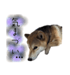 北原家のワンコ（個別スタンプ：40）