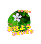 「おはよう」 に 牧野公園の山野草を添えて（個別スタンプ：11）