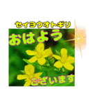 「おはよう」 に 牧野公園の山野草を添えて（個別スタンプ：14）