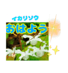 「おはよう」 に 牧野公園の山野草を添えて（個別スタンプ：16）