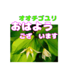 「おはよう」 に 牧野公園の山野草を添えて（個別スタンプ：19）