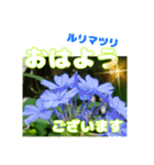 「おはよう」 に 牧野公園の山野草を添えて（個別スタンプ：26）