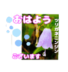 「おはよう」 に 牧野公園の山野草を添えて（個別スタンプ：29）