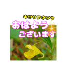 「おはよう」 に 牧野公園の山野草を添えて（個別スタンプ：31）