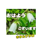 「おはよう」 に 牧野公園の山野草を添えて（個別スタンプ：37）