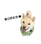 豆柴おもち③（個別スタンプ：1）
