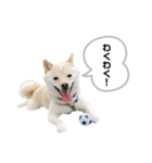 豆柴おもち③（個別スタンプ：4）