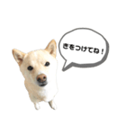 豆柴おもち③（個別スタンプ：7）