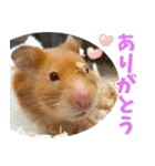 =おもちちゃん=（個別スタンプ：1）