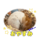 =おもちちゃん=（個別スタンプ：3）
