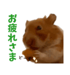 =おもちちゃん=（個別スタンプ：4）
