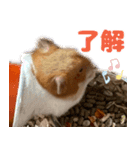 =おもちちゃん=（個別スタンプ：8）