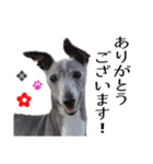 イタグレ男子ランディーの挨拶スタンプ（個別スタンプ：6）