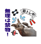 イタグレ男子ランディーの挨拶スタンプ（個別スタンプ：15）