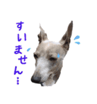 イタグレ男子ランディーの挨拶スタンプ（個別スタンプ：17）