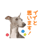 イタグレ男子ランディーの挨拶スタンプ（個別スタンプ：22）