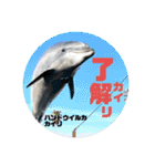 南知多ビーチランドスタンプ（個別スタンプ：10）