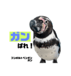 南知多ビーチランドスタンプ（個別スタンプ：29）