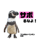 南知多ビーチランドスタンプ（個別スタンプ：31）