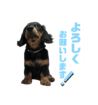 カニンヘンダックスフンドのカヌレです（個別スタンプ：2）