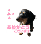 カニンヘンダックスフンドのカヌレです（個別スタンプ：3）