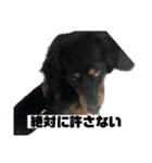 カニンヘンダックスフンドのカヌレです（個別スタンプ：5）
