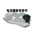 カニンヘンダックスフンドのカヌレです（個別スタンプ：10）